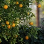 A Guideline For Your First Garden